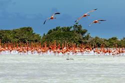Windsurf Centre (RRD, Starboard) - Bonaire. Flamingos.